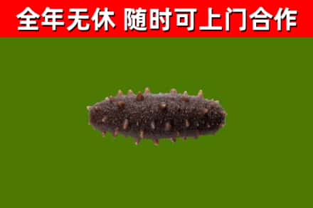 门头沟区回收海参干